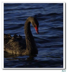 Swan Lake.jpg