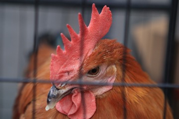 1582