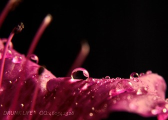 DSC_2782_副本.jpg