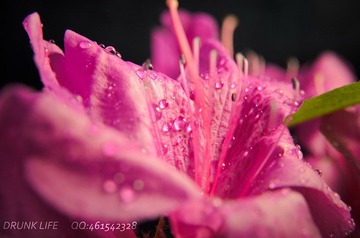 DSC_2777_副本.jpg