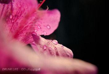 DSC_2786_副本.jpg
