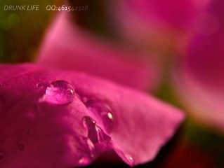 DSC_2802_副本.jpg