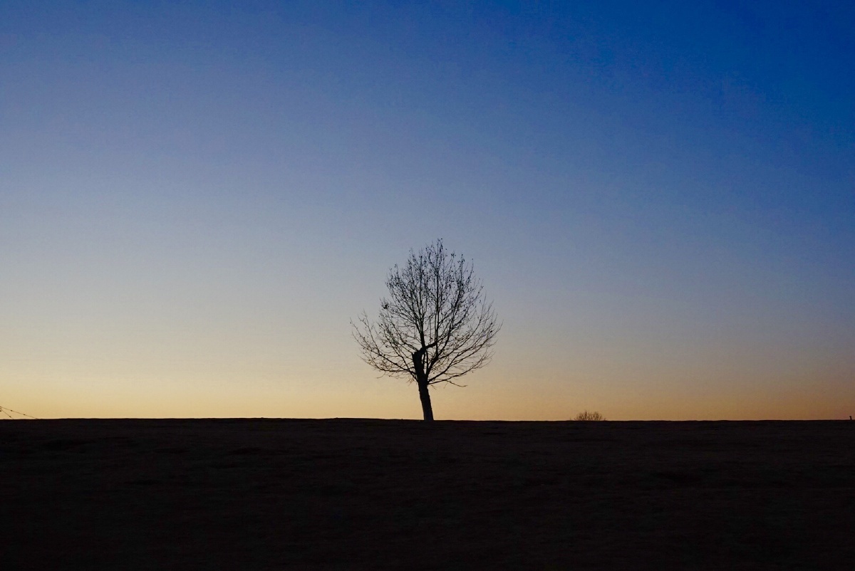 在南京的中央体育公园有这样一颗孤独的网红树