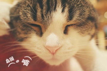 Canon EF-M 22mm f\/2 STM, 样片, 照片, 图片 -