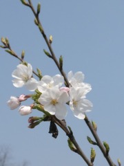 IMG_20170402_110709