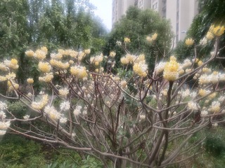 IMG_20250313_084422
