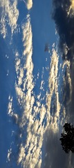 1000020204