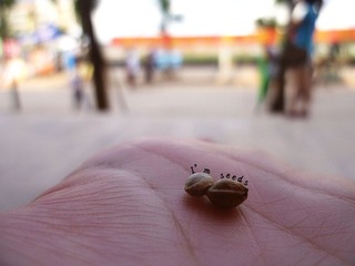 I'm seeds