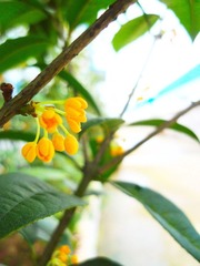 七月桂花香