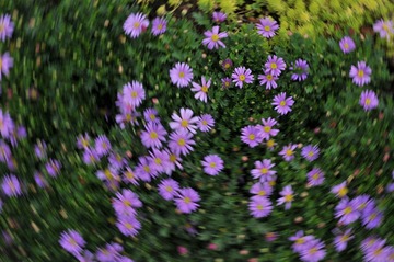 1000002225