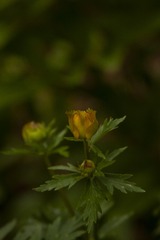 _MG_5916