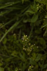 _MG_5897