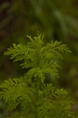 _MG_5895