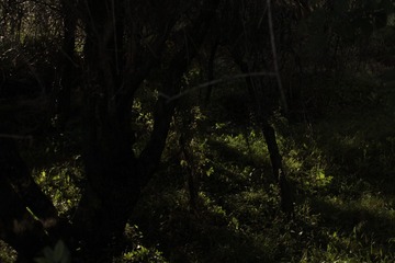 _MG_6737