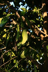 _MG_0666