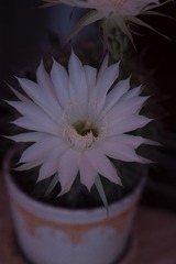 _MG_5946