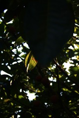 _MG_0633