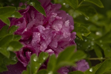_MG_5917