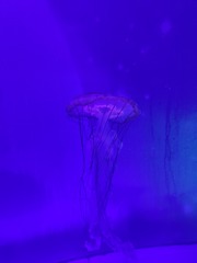 1000009387