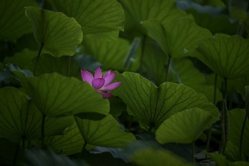 9529342F-D54D-4761-AC13-F5D5756BE1C3/L0/001