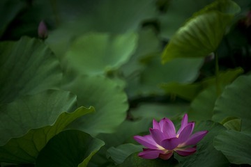 F18B14C0-9D99-4E5C-82B4-4F6E158706E3/L0/001