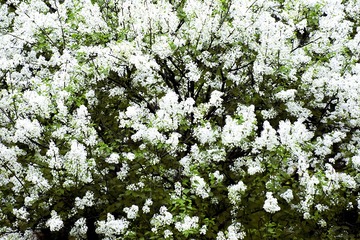 E5DC8CE1-3C76-4ED8-80E2-115E9452FA71/L0/001