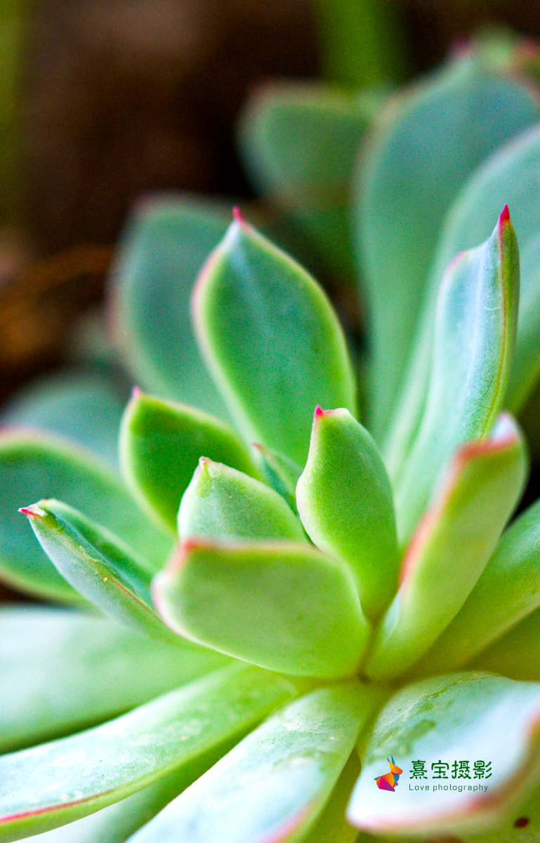 多肉植物花月夜