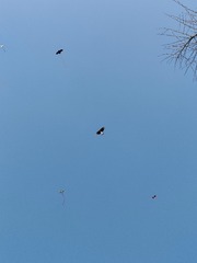 1000056816