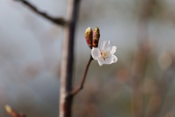 1530508