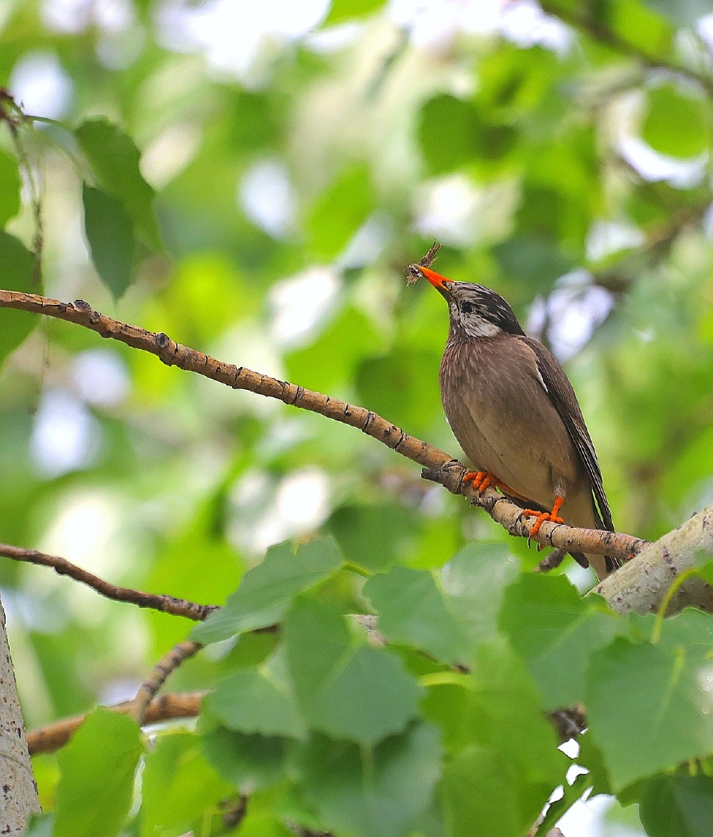 sturnus cineraceus):是雀形目椋鸟科的物种,体型较北椋鸟稍大,头顶至