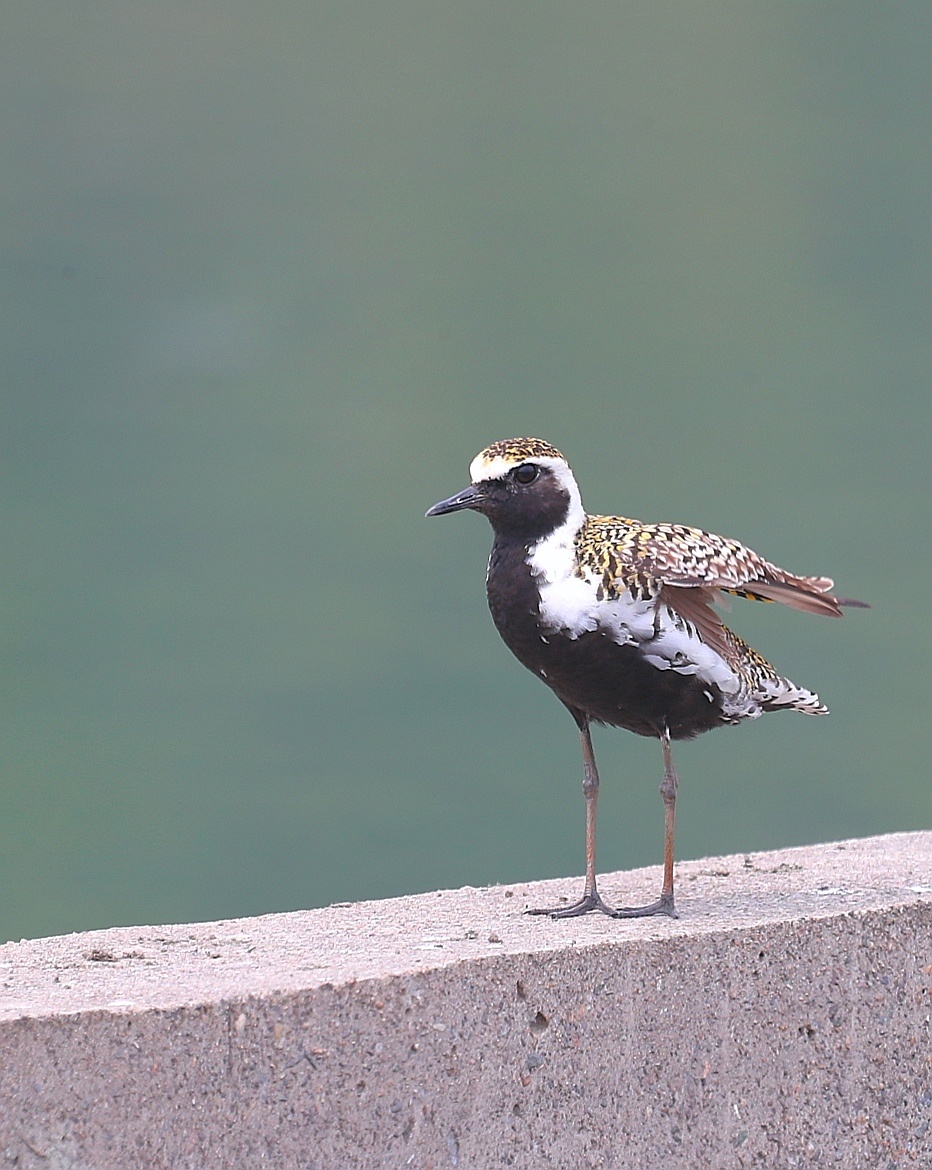 金鸻(学名:pluvialis fulva):属中型涉禽.