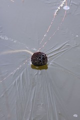 233061