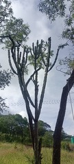 1000038308