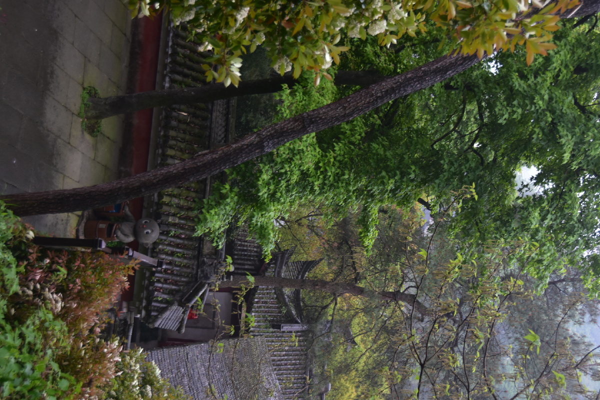 雨刚刚停下来,氤氲的空气轻抚山间,如同大地的呼吸.