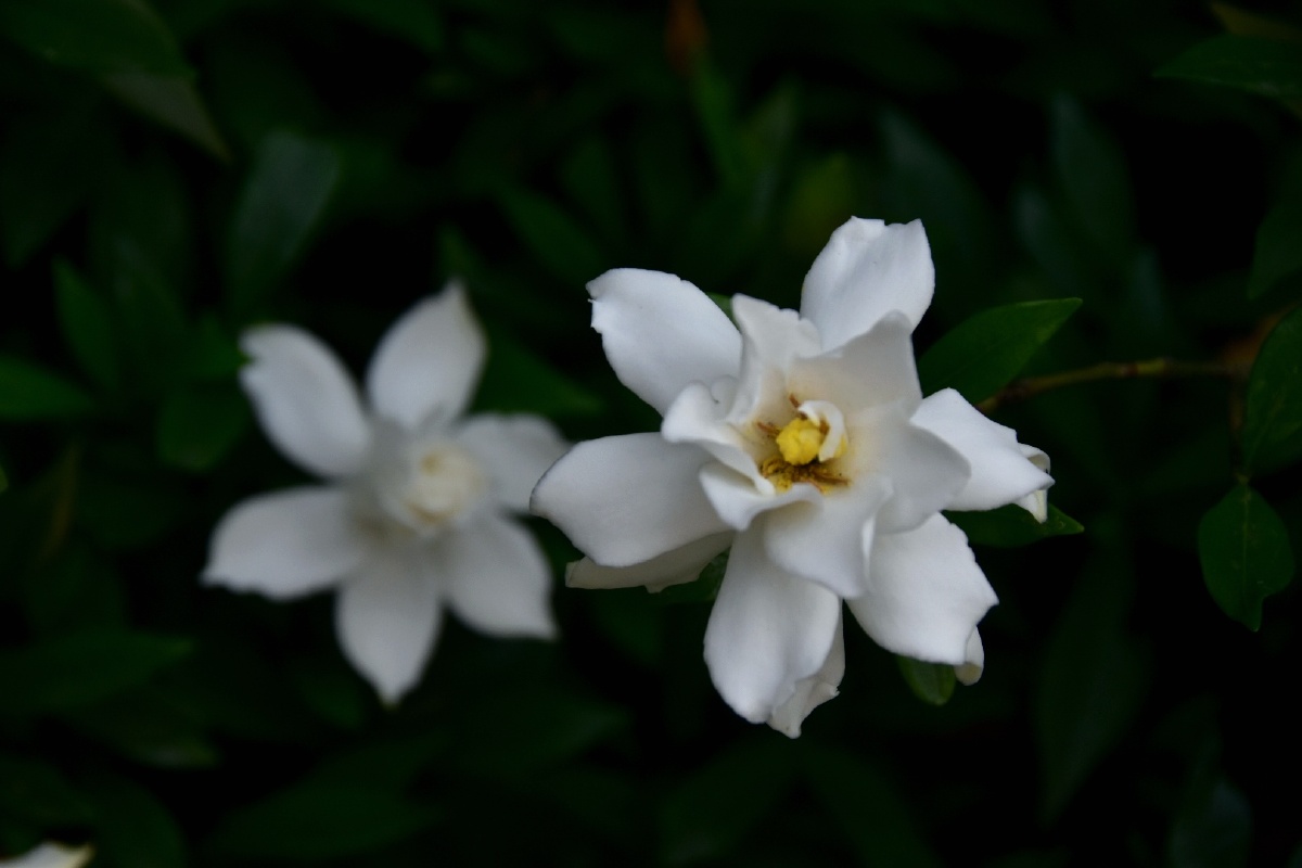 初夏小叶栀子花开洁白纯净香气扑鼻像极了青春