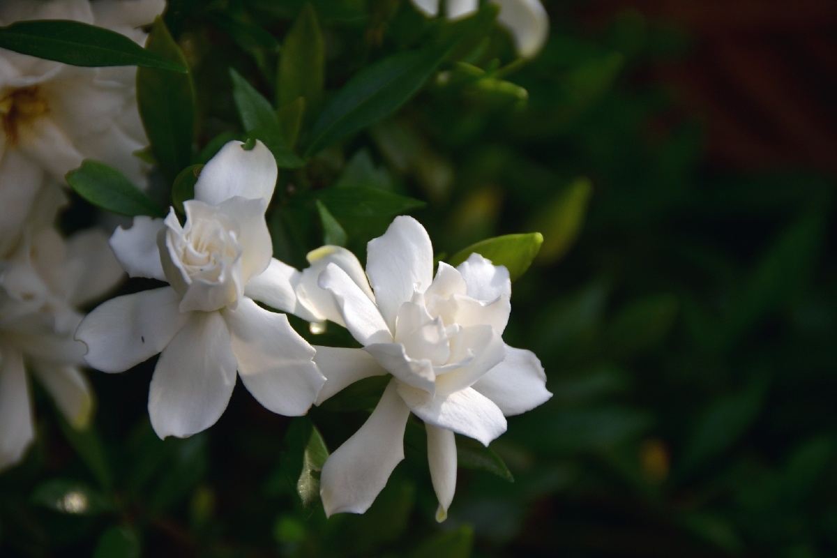 初夏小叶栀子花开洁白纯净香气扑鼻像极了青春