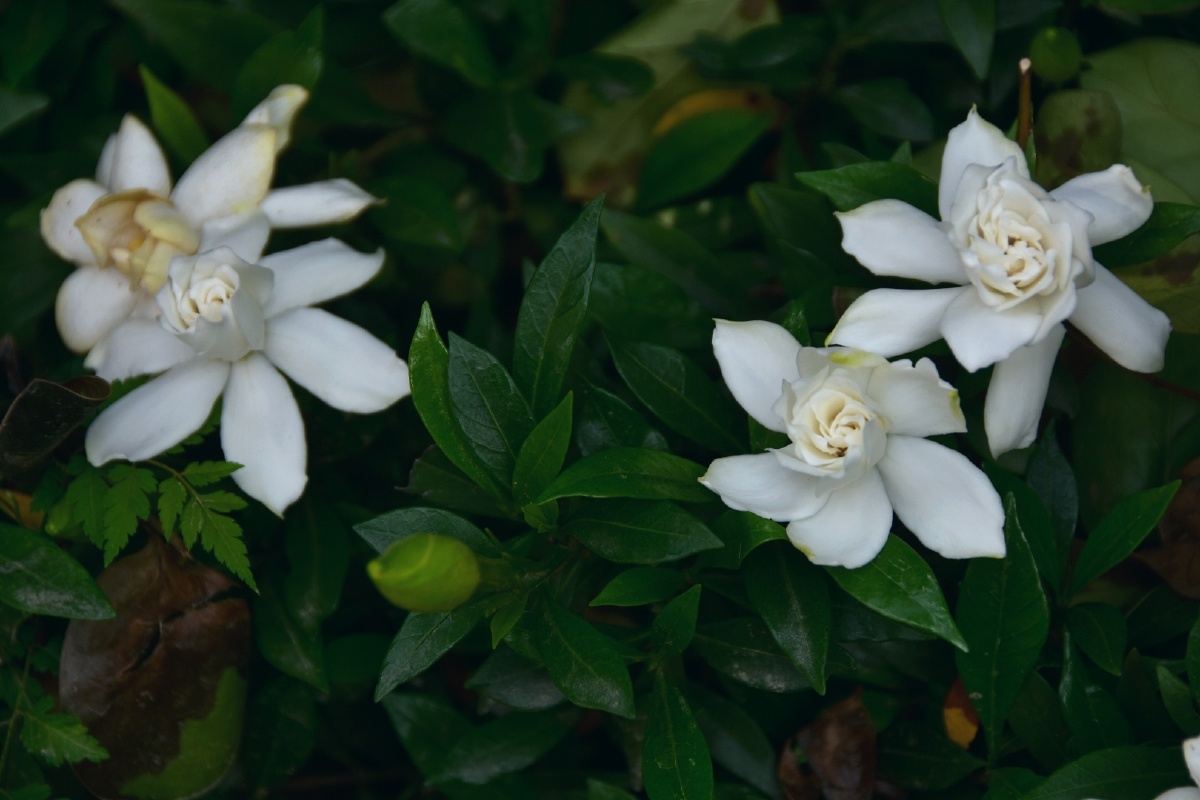 初夏小叶栀子花开洁白纯净香气扑鼻像极了青春