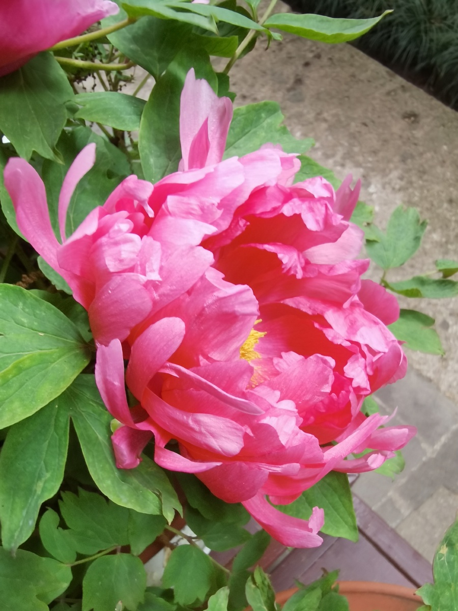 啊牡丹百花丛中最鲜艳唯有牡丹真国色牡丹的美大气雍容华贵其他奇花异