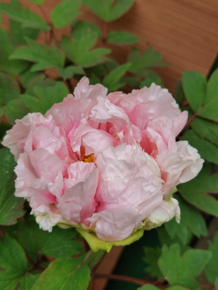 啊牡丹百花丛中最鲜艳唯有牡丹真国色牡丹的美大气雍容华贵其他奇花异