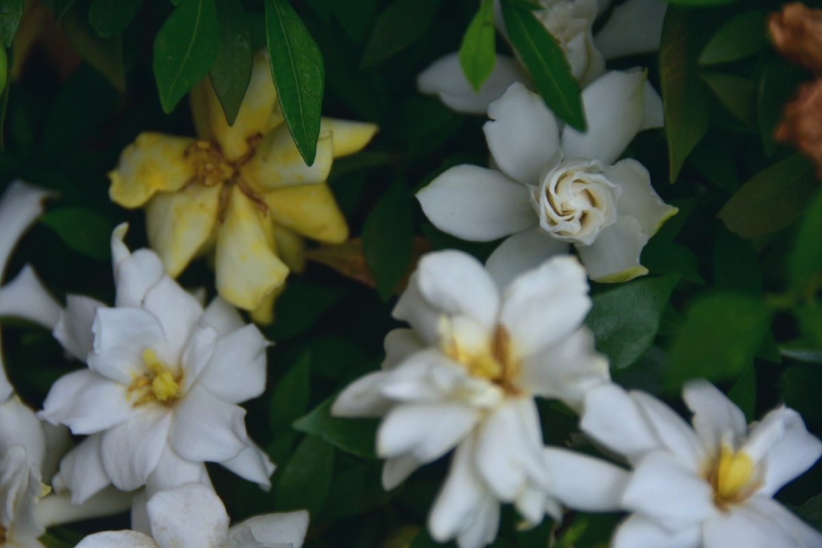 初夏小叶栀子花开洁白纯净香气扑鼻像极了青春