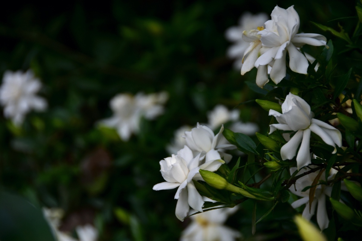 初夏小叶栀子花开洁白纯净香气扑鼻像极了青春