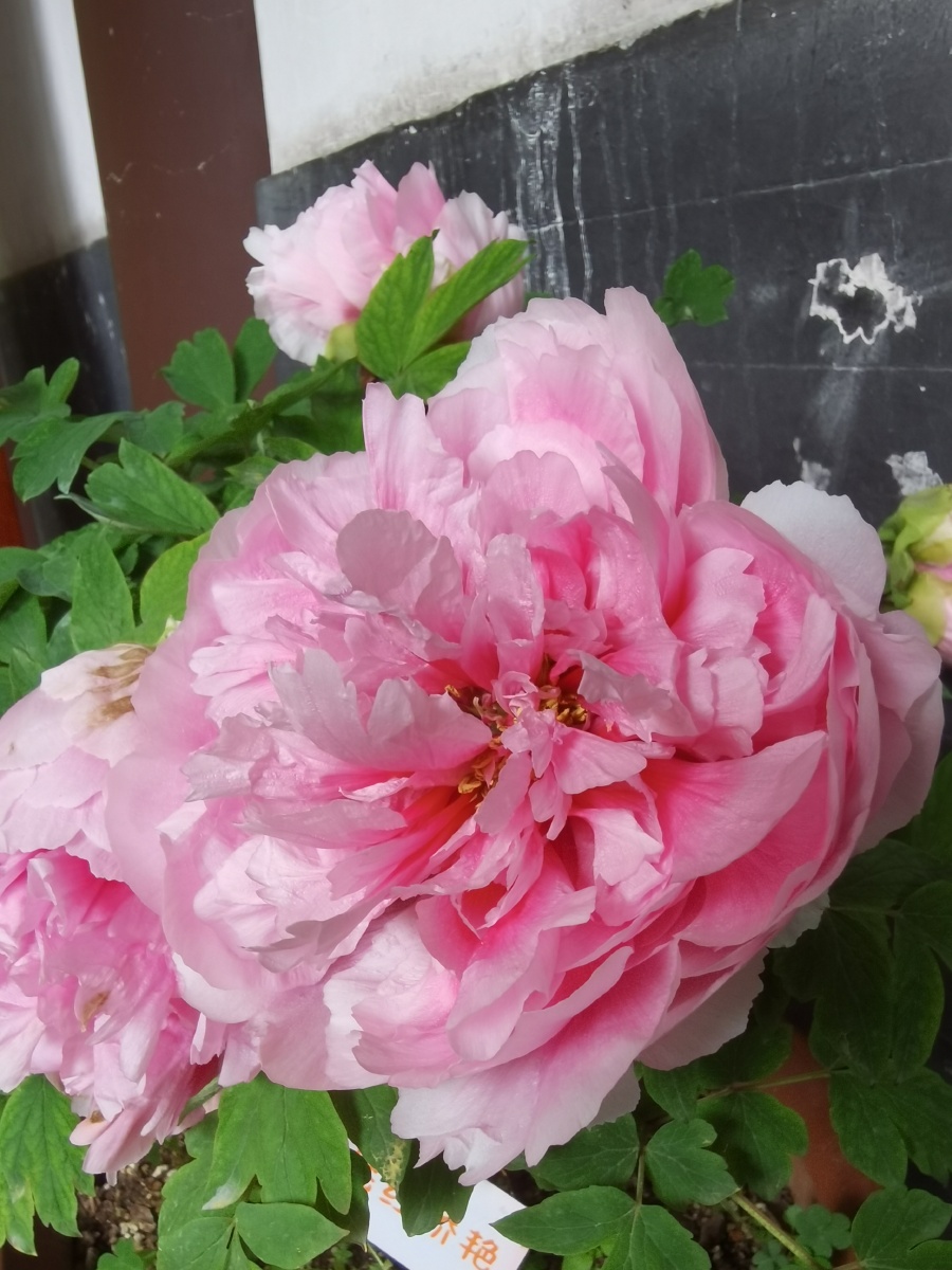 啊牡丹百花丛中最鲜艳唯有牡丹真国色牡丹的美大气雍容华贵其他奇花异