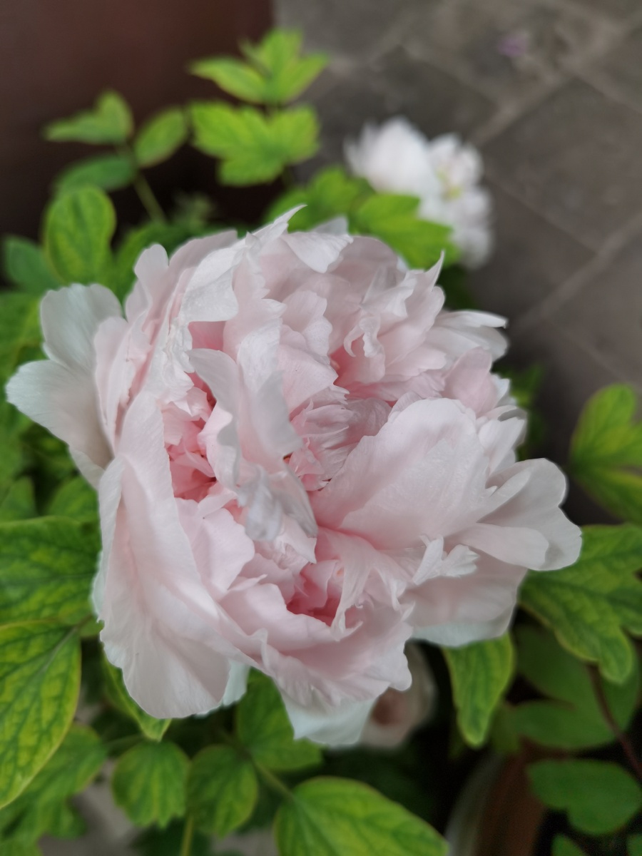 啊牡丹百花丛中最鲜艳唯有牡丹真国色牡丹的美大气雍容华贵其他奇花异