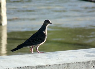 60559