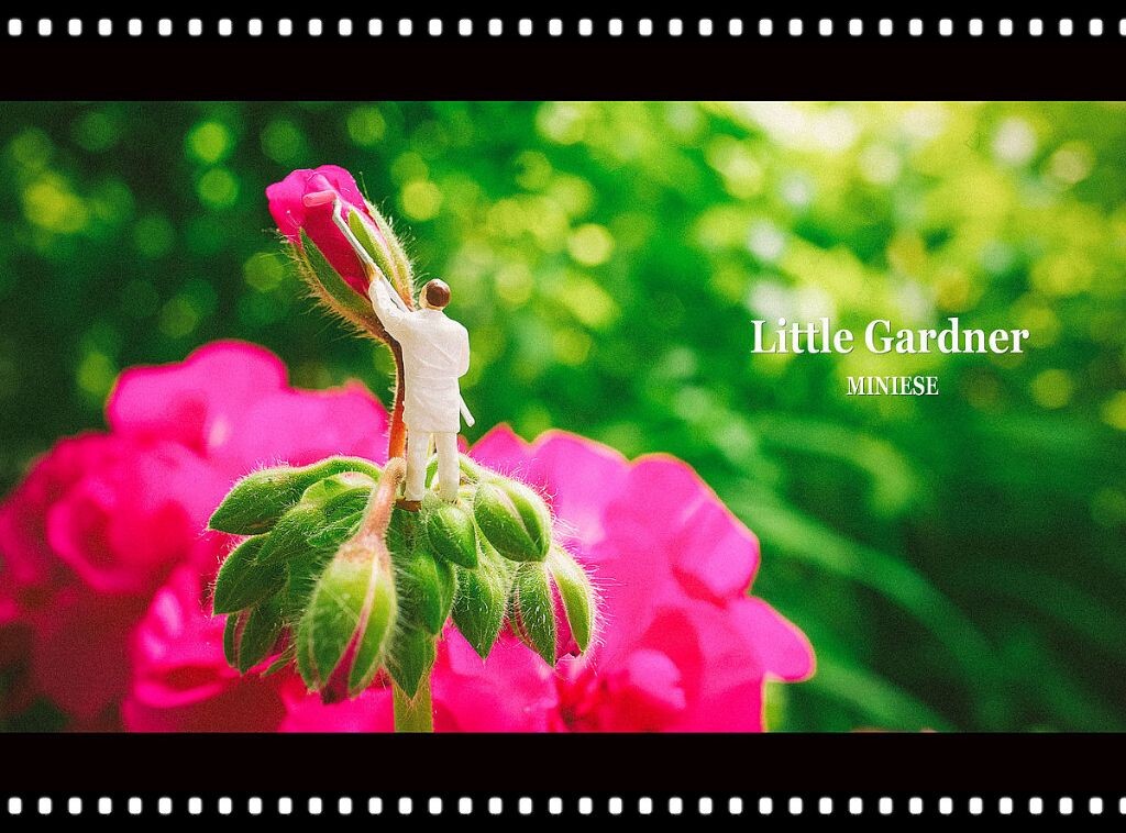 little gardner<br />