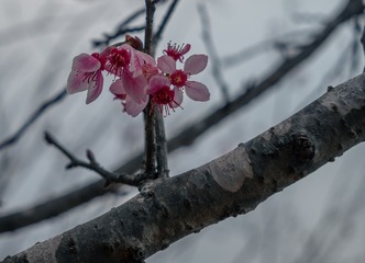 1000016087