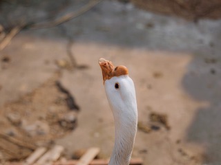 98199