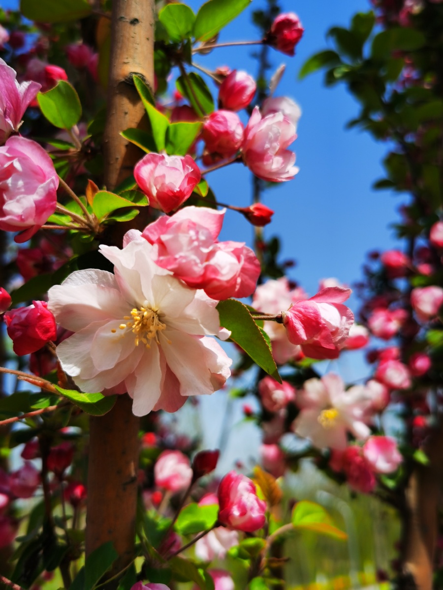 富贵海棠 - 尤克利 - 图虫