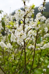 _DSC2945副本.jpg