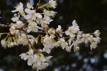 Image_577407438491579